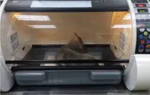 Veterinary ICU Pet Puppy Dog Incubator