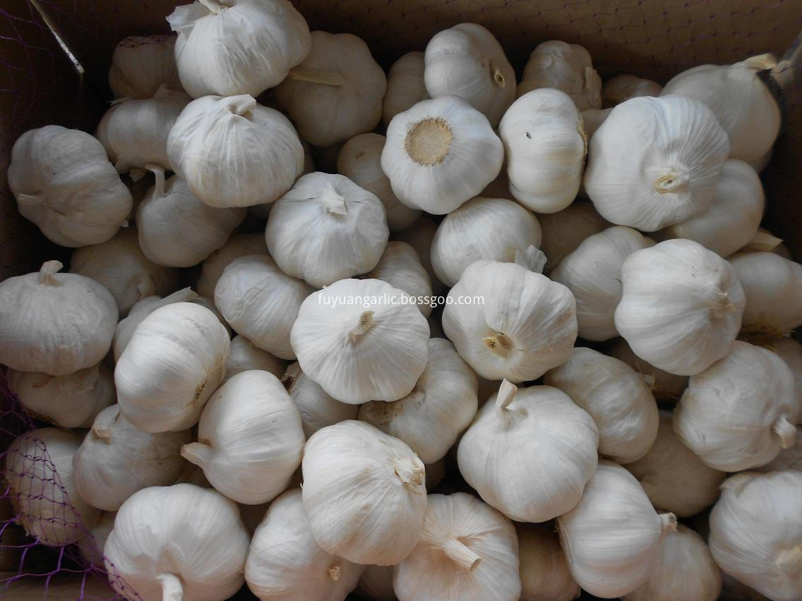 pure white garlic 5.0cm 