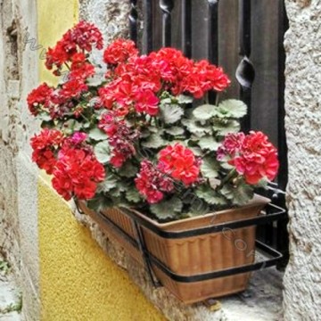 Wrought Iron Window Box Holder