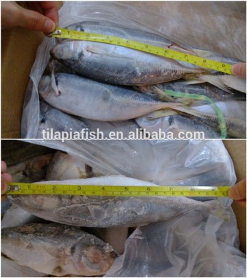 Fresh frozen Japanese jack mackerel