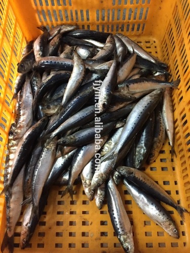 Supply frozen sardine sardinops sagax for tuna bait