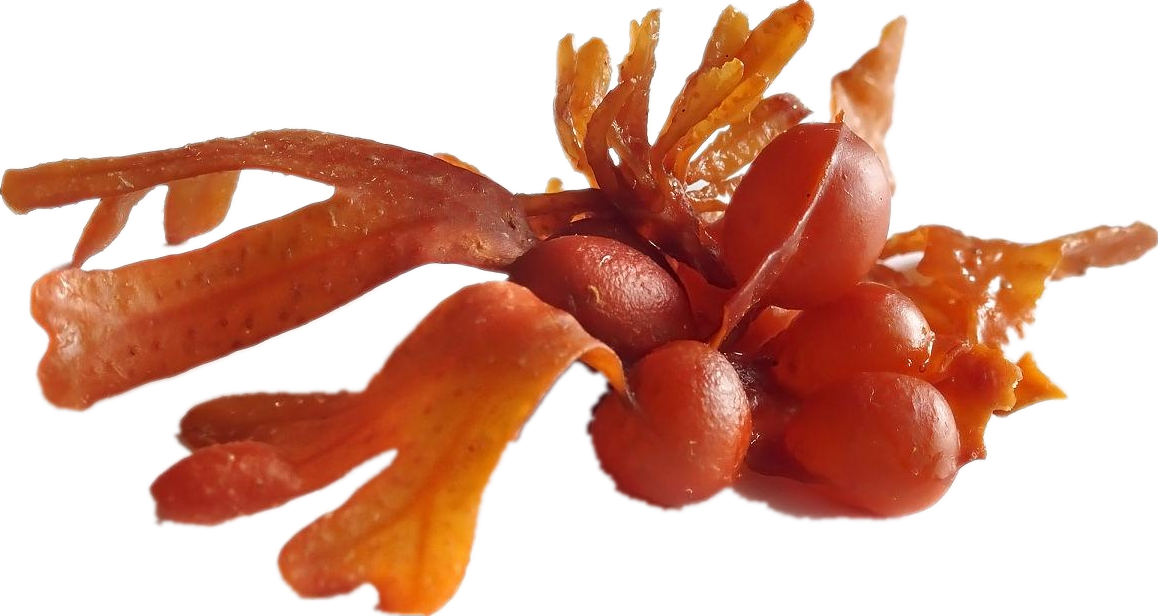 Bladerwrack -Extrakt bladerwrack extract