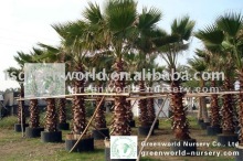 Washingtonia filifera palm trees