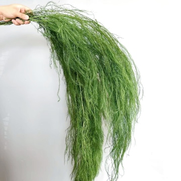 Factory Direct Sale: Preserved Chinese Alpine Rush Willow Grass for Wedding Decorations