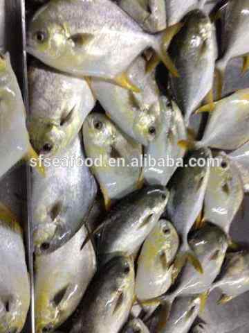 all type of golden pomfret