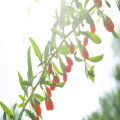 Bio Goji Beeren der beste Goji