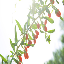 Bacche di Goji bio il miglior goji