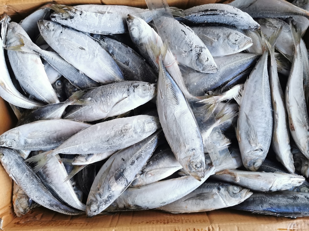 Frozen Seafood Round Scad Fish عالية الجودة للطعم CN Horse Mackerel China Muroaji Eye Small