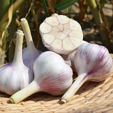 Garlic Puree for Easy Meal Preparation