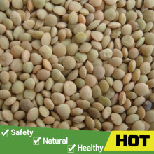 Split lentils for export
