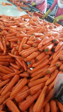 Good Vegetable Fresh Carrots