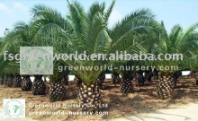 phoenix outdoor big palm trees