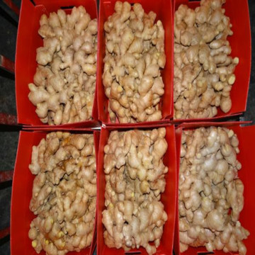 dehydrated ginger root, dried ginger for sale