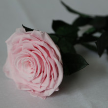 Supply Forever Rose Mexico for Bulk Bouquets