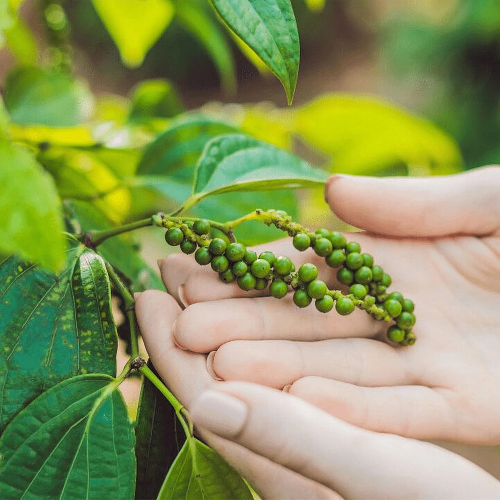 Black Peppercorns Picked Jpg