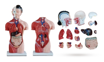 Female Torso Anatomy Model