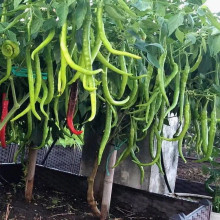 herbs flavored chilies long dry redchilies food seasoning