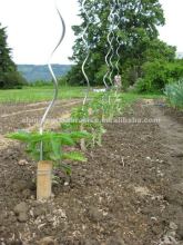 Electro galvanized tomato growing wire(factory)