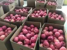 High Quality Fuji Apples