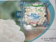 fresh shimeji mushroom