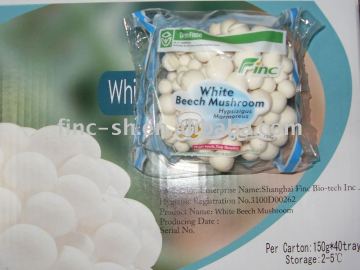 fresh shimeji mushroom