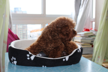 OEM designer dog beds for small dog