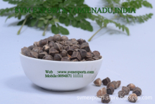 Moringa Oleifera PKM1 Suppliers