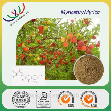 Bayberry extract free sample HACCP certified plant extract natural anti-oxidant bayberry bark extract Myricitrin