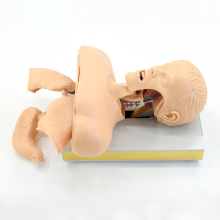 Advanced Simulation Technology: The Multi-Function Intubation Tubing Trainer Manikin for Enhanced Natural Airway Practice