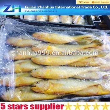 frozen croaker, yellow croaker fish wholesale