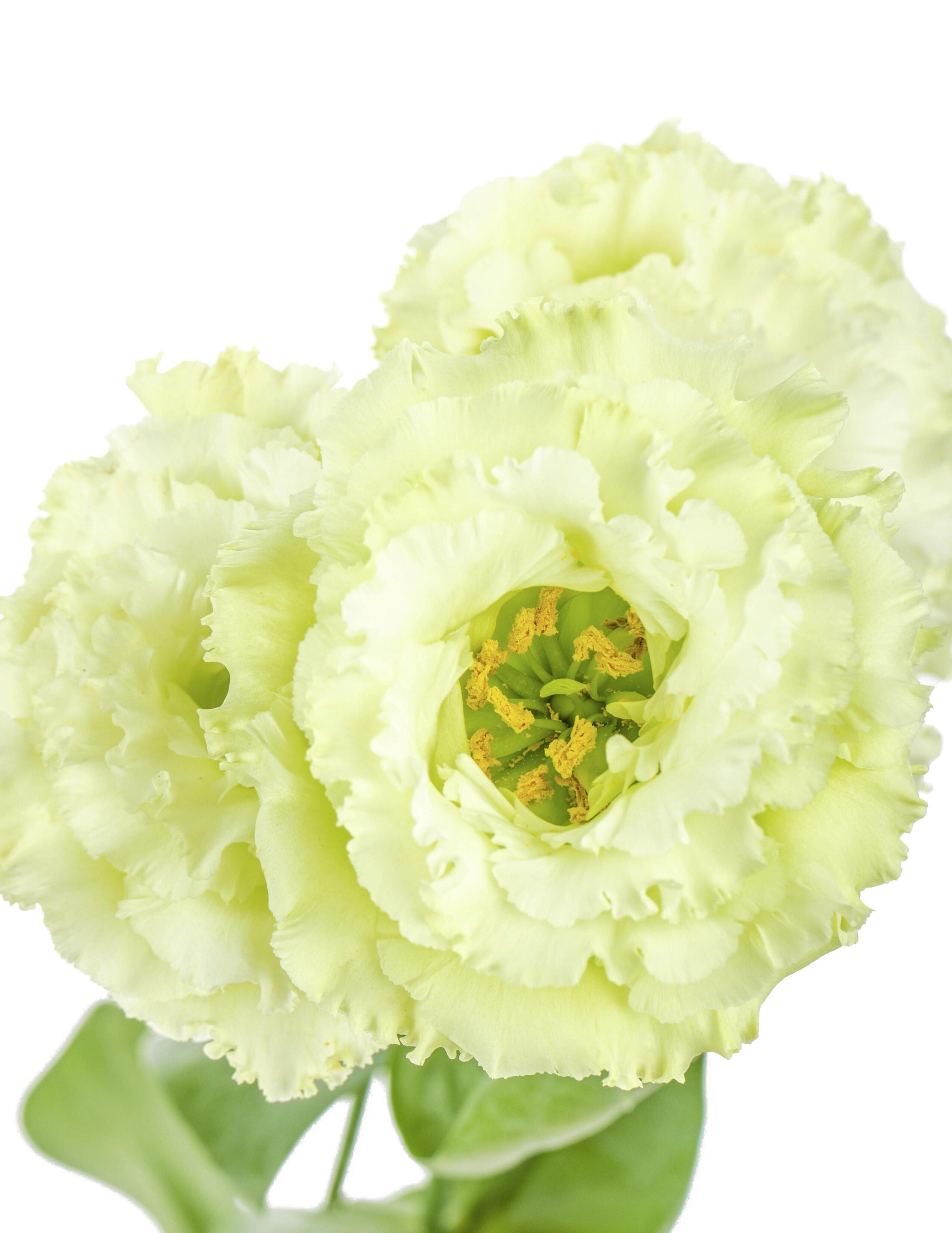 সবুজ লিসিয়ানথাস Green Lisianthus