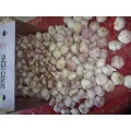 2020 New Season Normal White Garlic