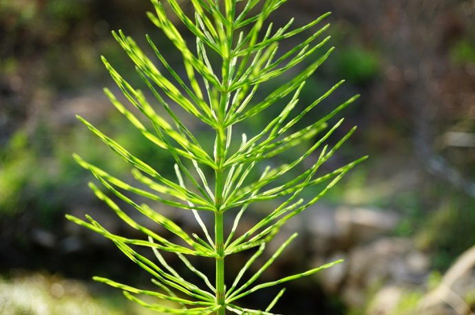 Horsetail