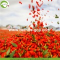 Dostawa fabryczna Owoce Premium Red Goji Berry