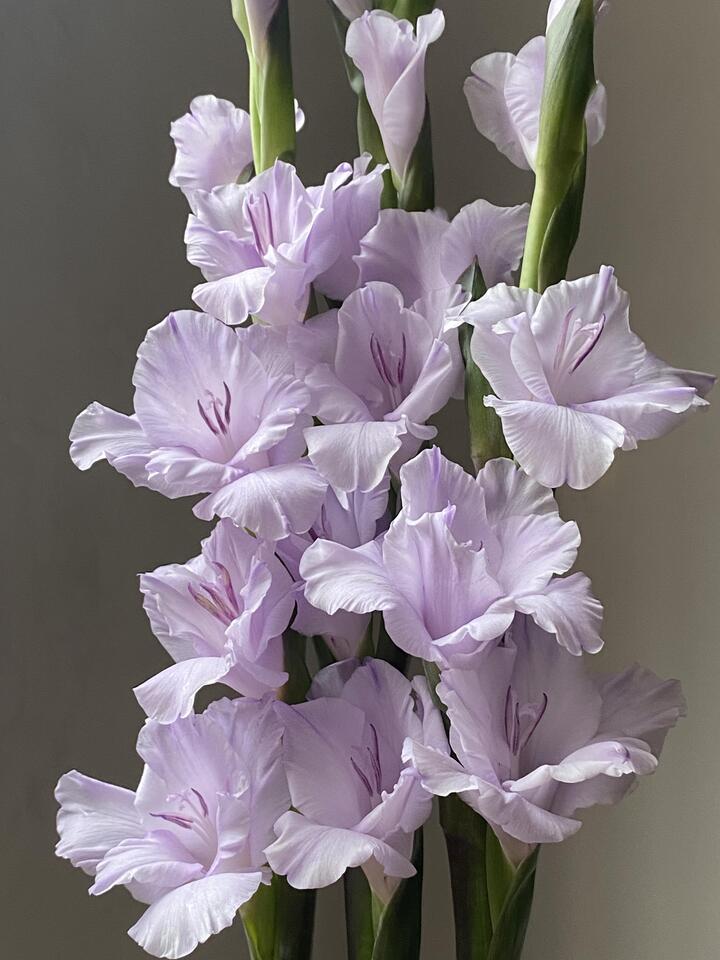 ট্যারো বেগুনি গ্লাডিওলাস Taro Purple Gladiolus