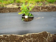 High Quality weed mat weed cloth anti Grass Cloth