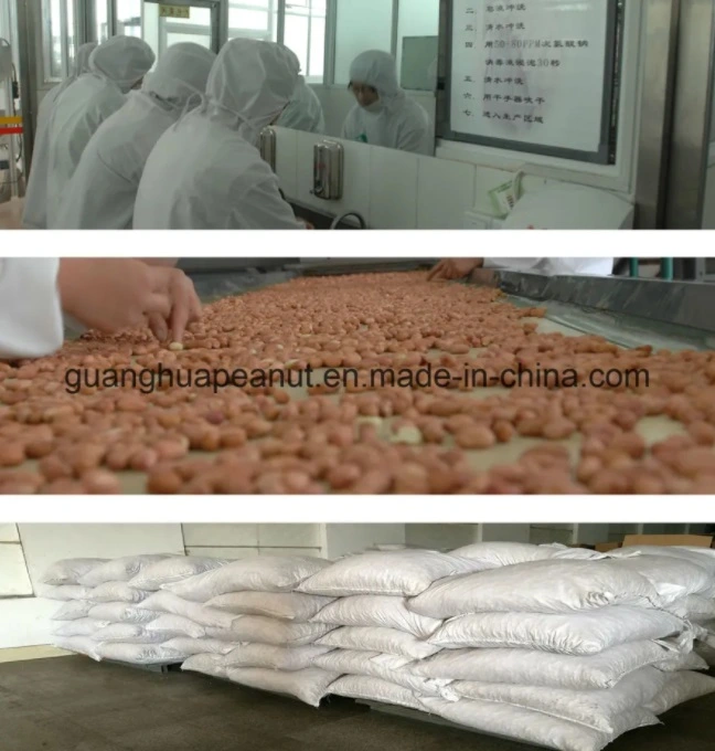 Best Quality Peanut in Shell New Crop Groundnut in Shell