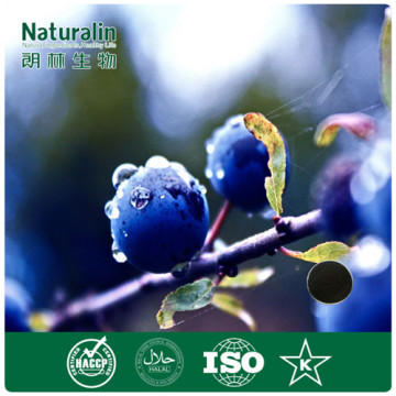 100% organic Blueberry Extract(Anthocyanidin 25%) by HPLC for natural Antioxidant