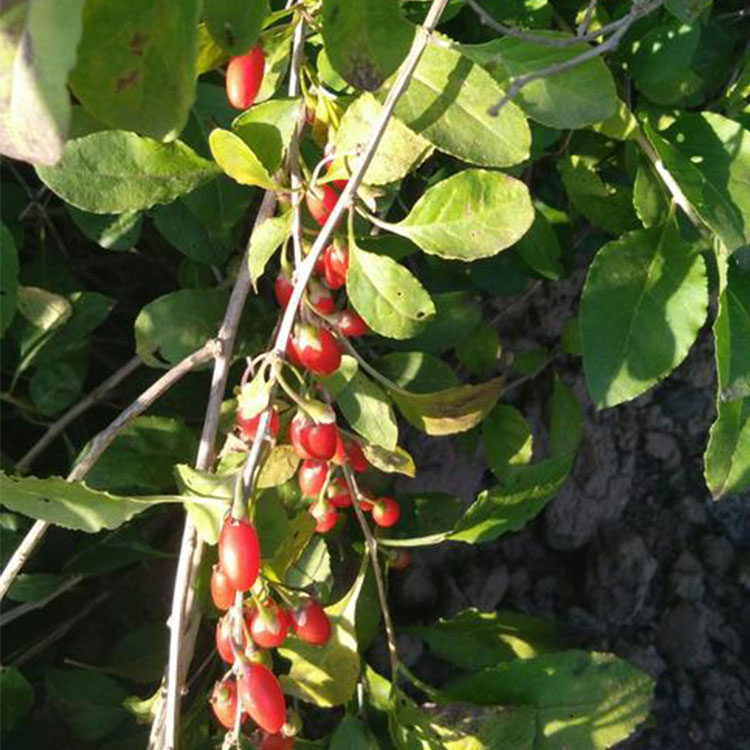 Factories Offer 100% Pure Natural Wolfberry Lycium barbarum seedlings