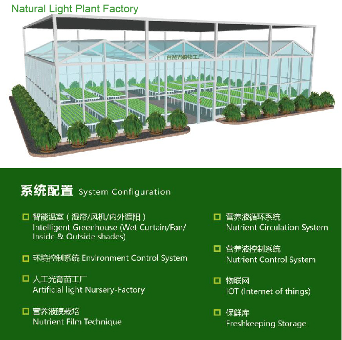 Soilless Culture Natrual Light Agriculture Plant Factory Rebe1