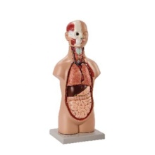 DARHMMY 50 cm Asexual Human Anatomical Torso Model with 12 Parts