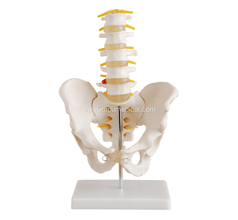 Life-Size Pelvis with 5pcs Lumbar Vertebrae