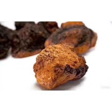 Extracto de Chaga (polisacáridos 50% UV) (de micelio)