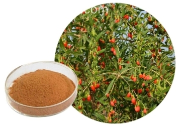 Chinese wolfberry extract powder.