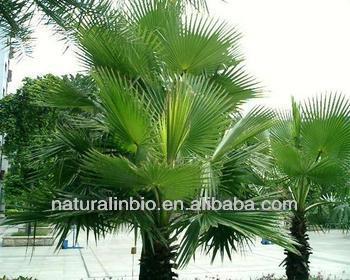 Pure Natural Saw Palmetto Fruit Extract