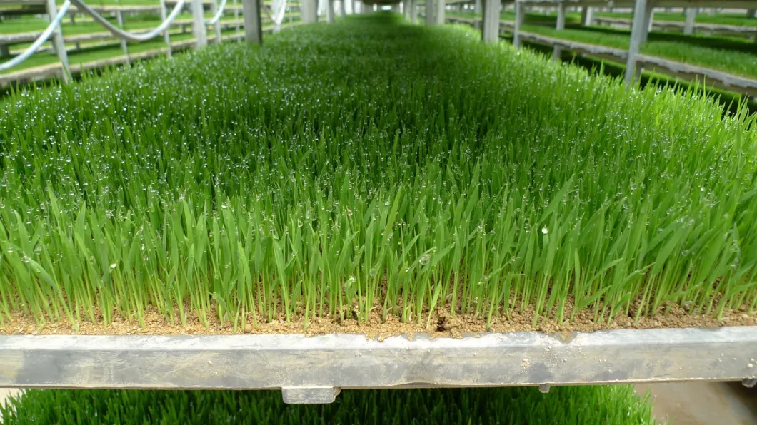 Factory Price Organic Fertilizer X-Humate Fa Series 70% Fulivc Acid Powder