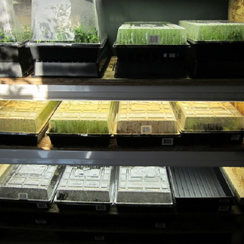 Plateaux de semences hydroponiques Microgreens avec trous de drainage