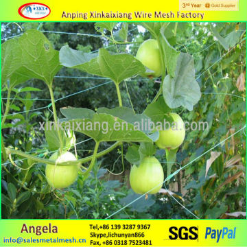 Tomato Supporting netting / plastic plant climbing net