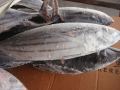 Beku auksis thazard bonito skipjack ukuran 1kg up