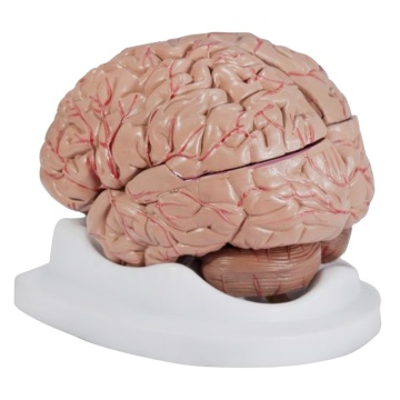 Brain Model Instruments for Biological Studies